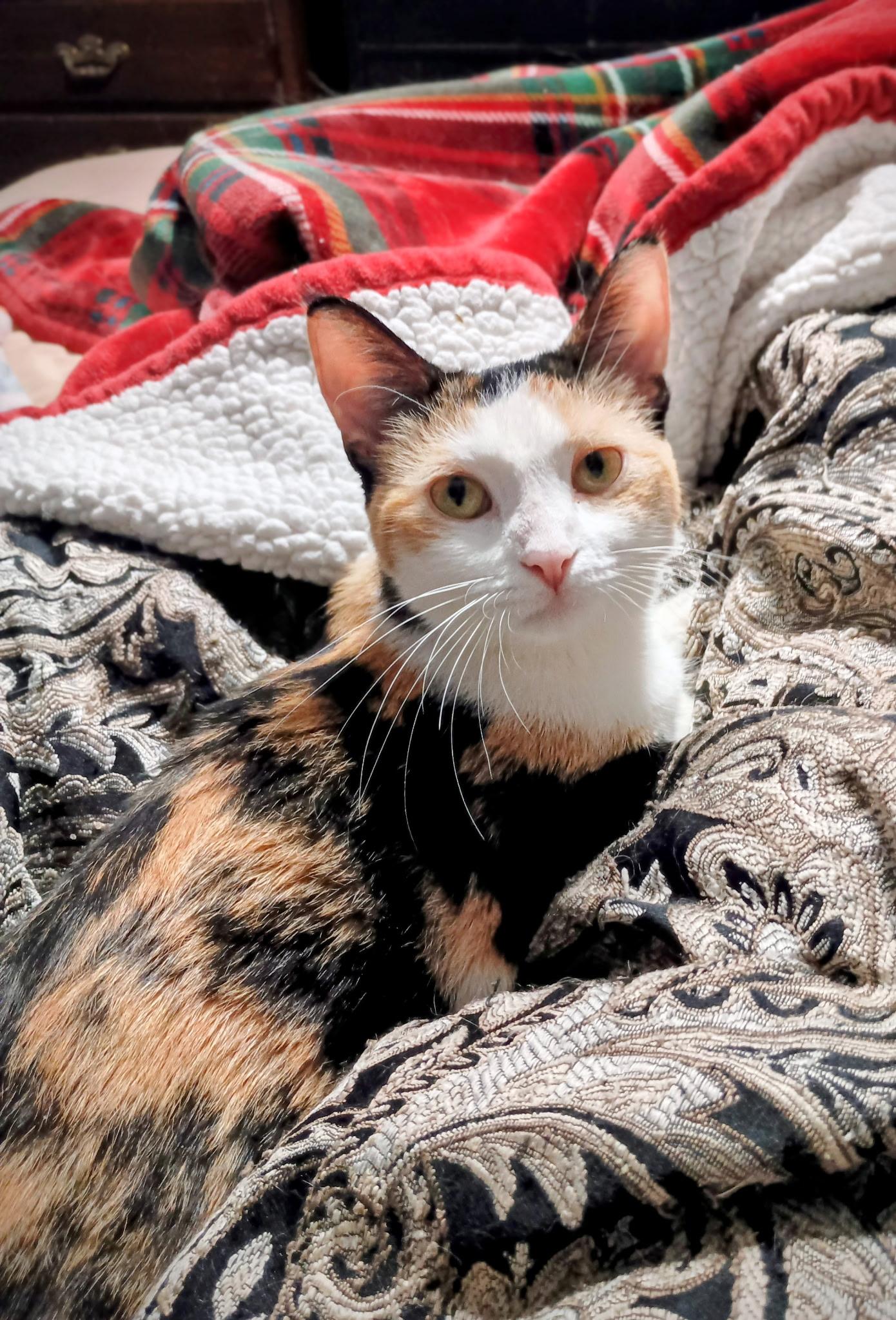 Enlarge Pookie, a ADOPTABLE Calico in Mentor, OH image 2/4
