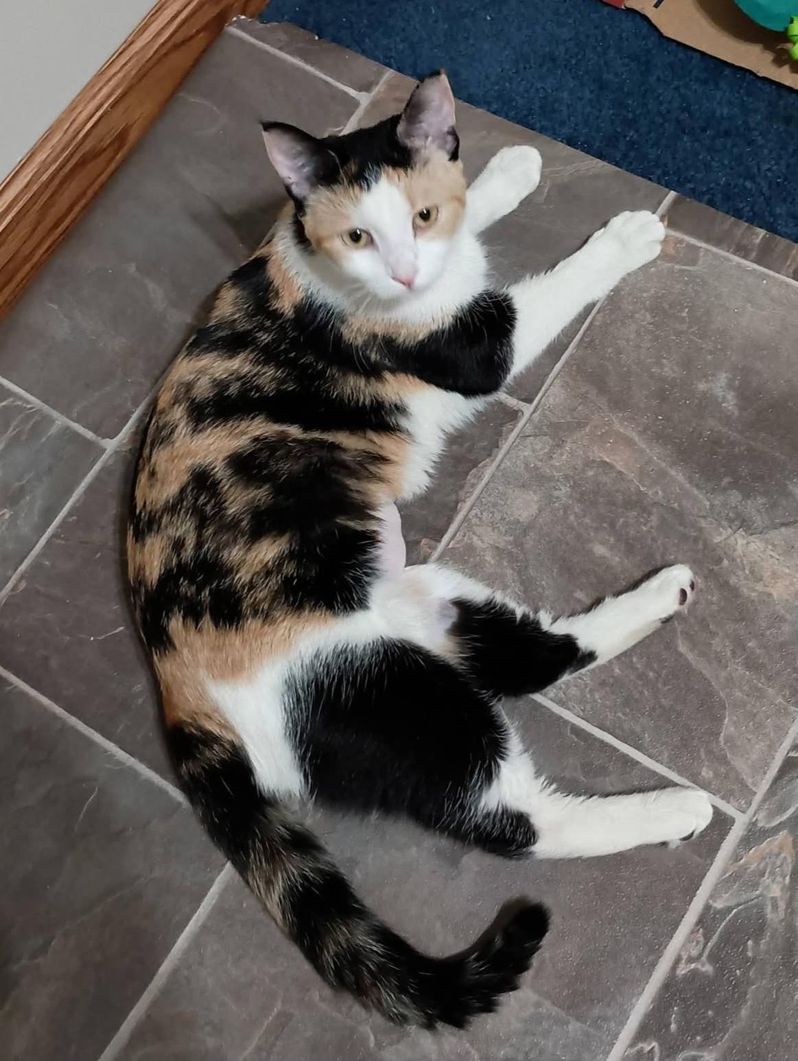 Enlarge Pookie, a ADOPTABLE Calico in Mentor, OH image 1/4