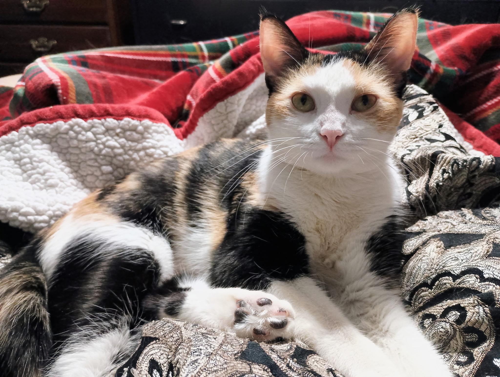 Enlarge Pookie, a ADOPTABLE Calico in Mentor, OH image 4/4