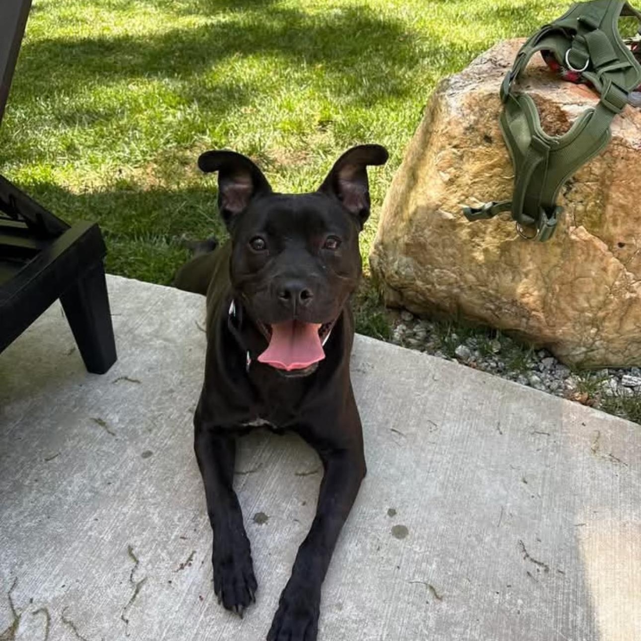 Quentin, Adoptable, Adult Male Pit Bull Terrier & Labrador Retriever.
