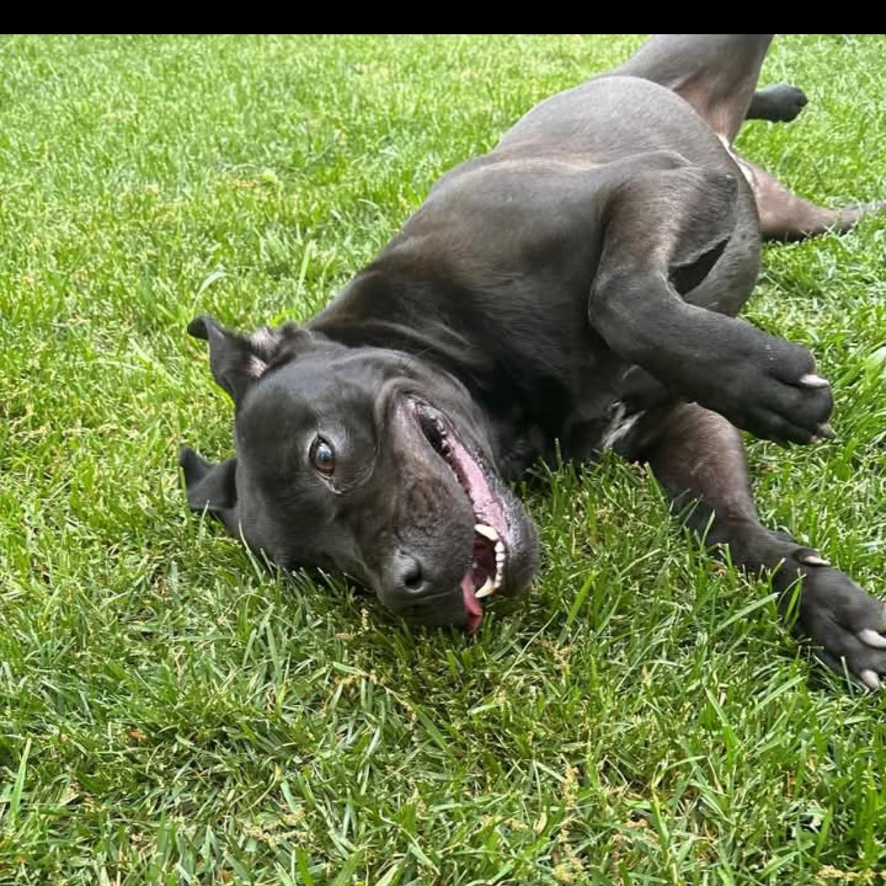 Quentin, a Adoptable mixed breed in CUMMING, GA image 4/4