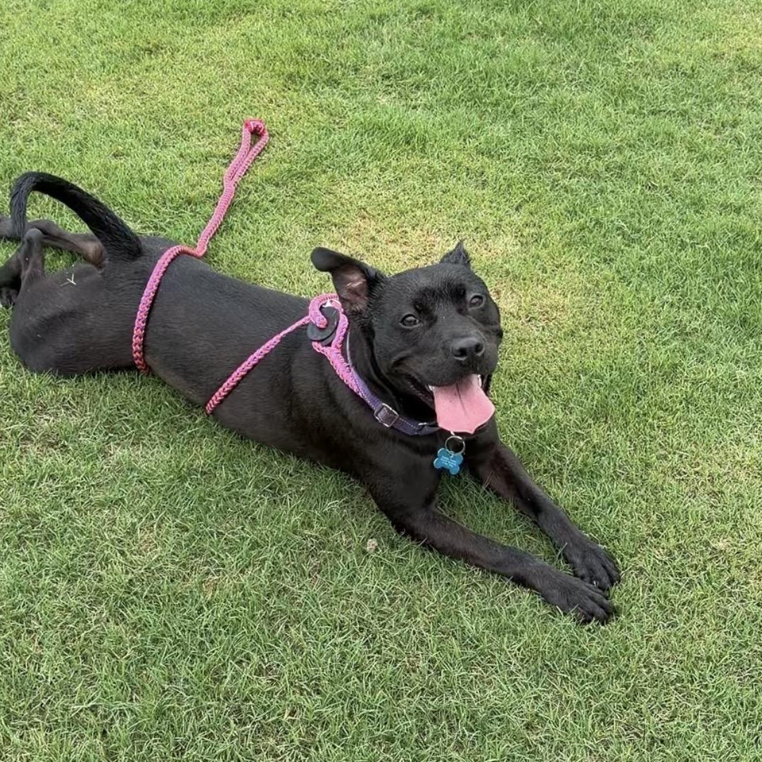 Quentin, Adoptable, Adult Male Pit Bull Terrier & Labrador Retriever.