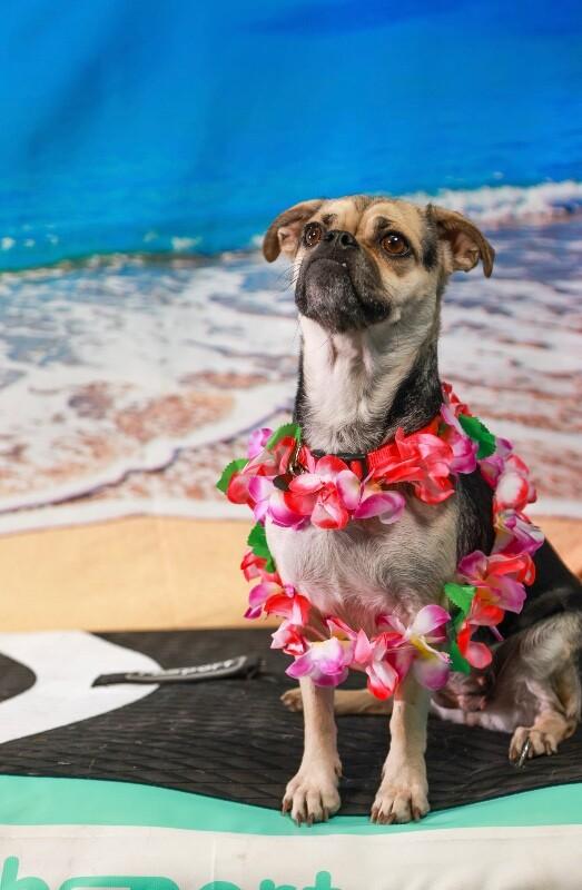 Enlarge Sadie, a Adoptable Pug in Van Nuys, CA image 1/6