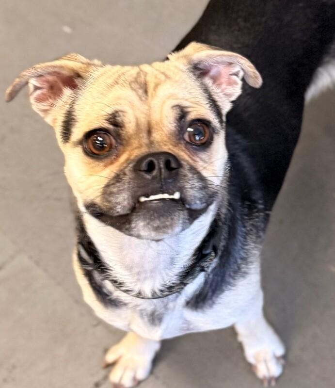 Enlarge Sadie, a Adoptable Pug in Van Nuys, CA image 2/6