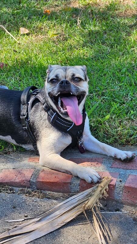 Enlarge Sadie, a Adoptable Pug in Van Nuys, CA image 3/6