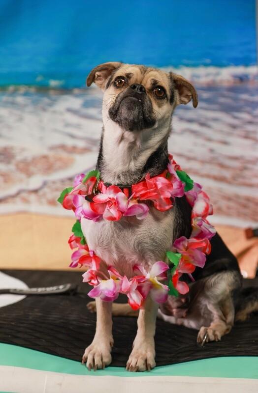 Enlarge Sadie, a Adoptable Pug in Van Nuys, CA image 4/6