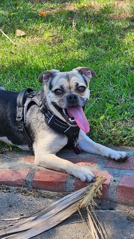 Enlarge Sadie, a Adoptable Pug in Van Nuys, CA image 5/6