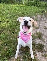 Sneezy, Adoptable, Young Female Great Pyrenees.
