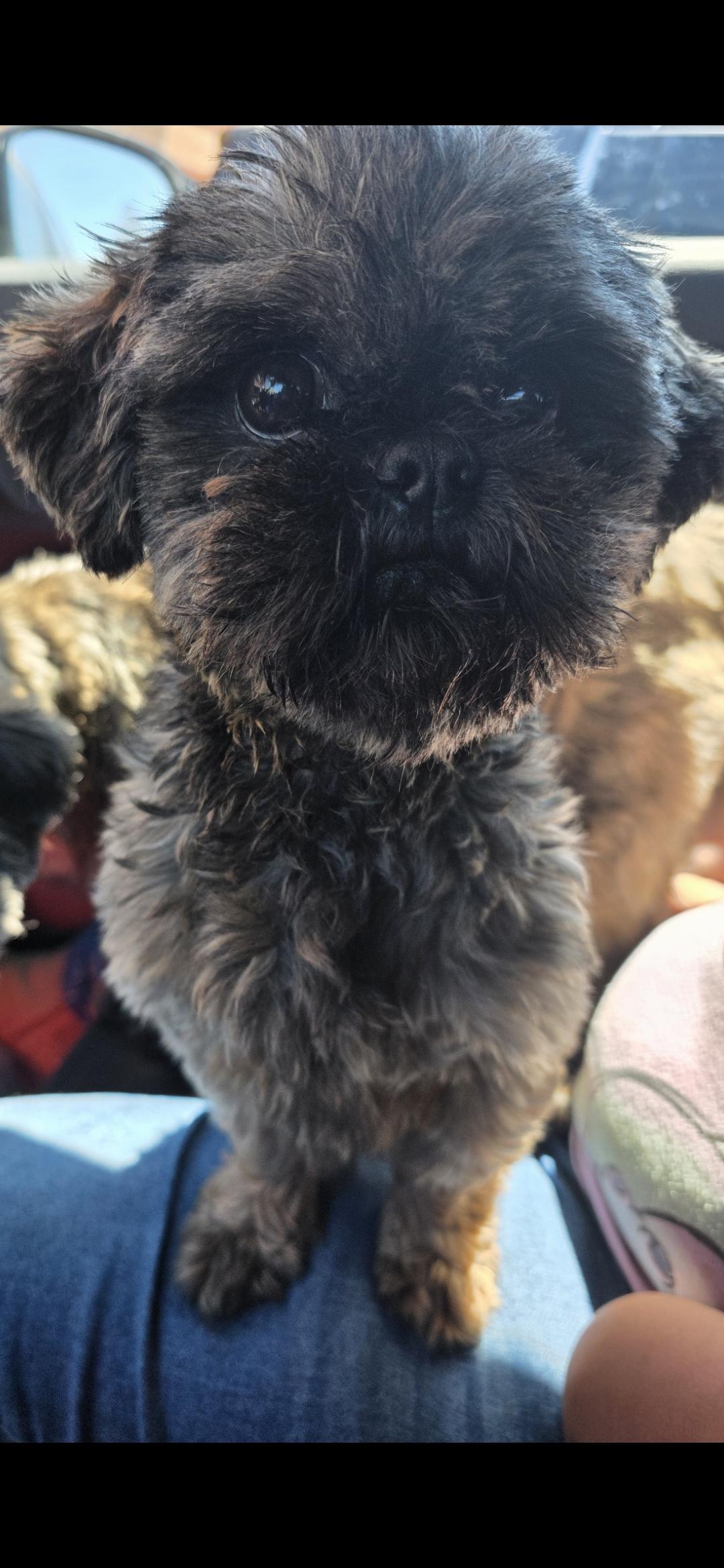 Enlarge Ash, an adopted Shih Tzu in Stockbridge, GA image 2/2