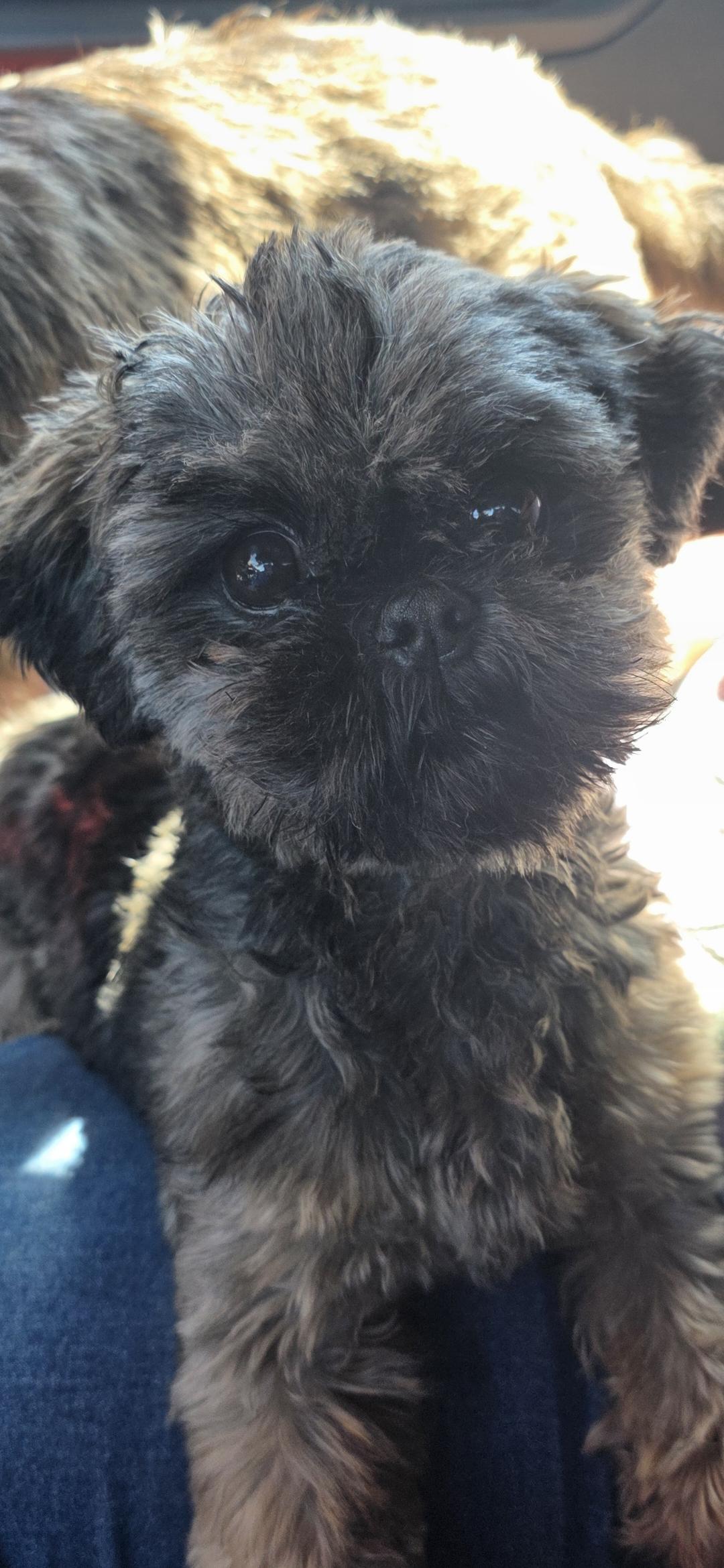 Enlarge Ash, an adopted Shih Tzu in Stockbridge, GA image 1/2