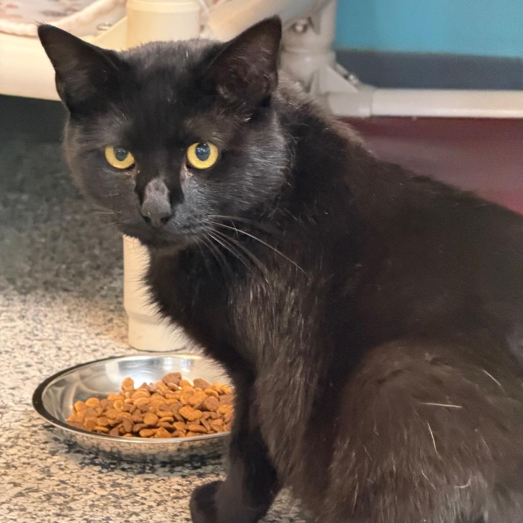 Harvey, Adoptable, Adult Male Domestic Short Hair.