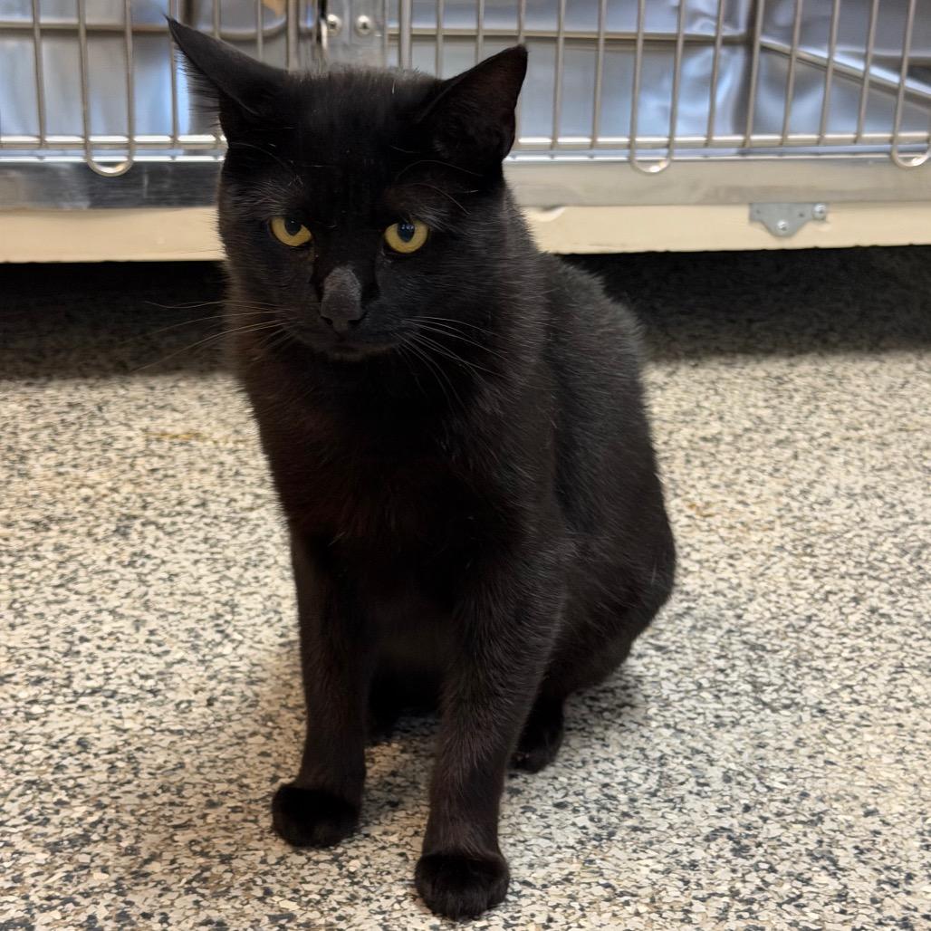 Enlarge Harvey, a Adoptable Domestic Short Hair in Denver, CO image 2/6