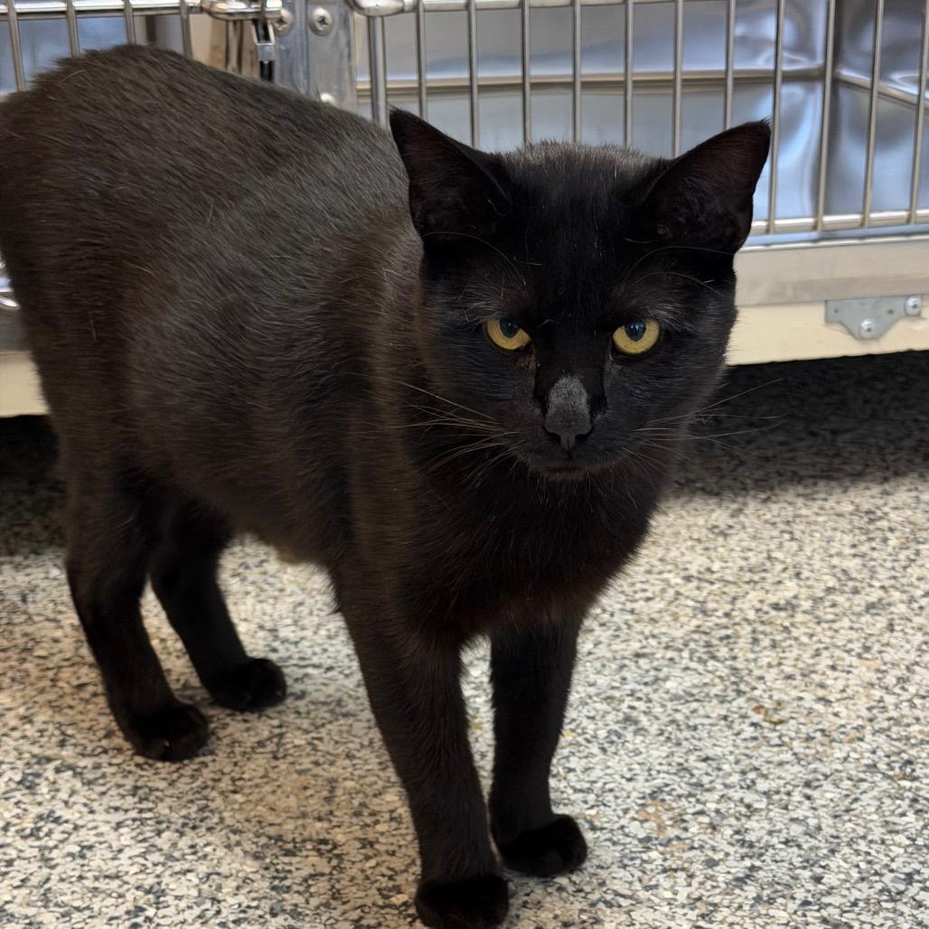 Enlarge Harvey, a Adoptable Domestic Short Hair in Denver, CO image 3/6