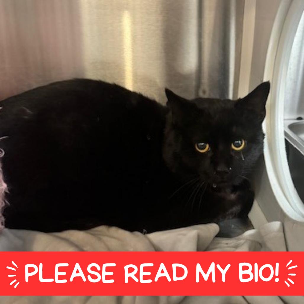 Enlarge Harvey, a Adoptable Domestic Short Hair in Denver, CO image 1/2