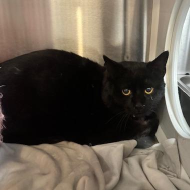 Enlarge Harvey, a Adoptable Domestic Short Hair in Denver, CO image 2/2