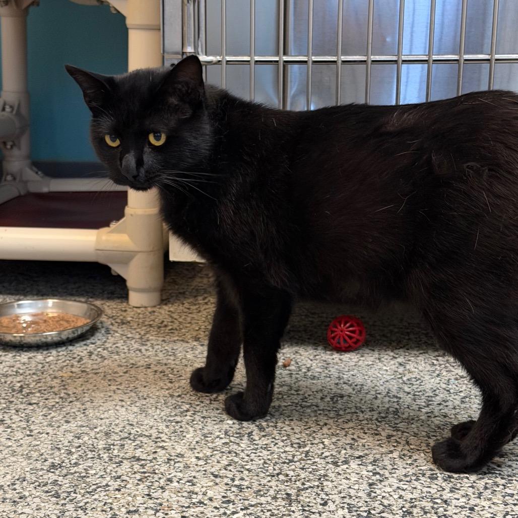 Enlarge Harvey, a Adoptable Domestic Short Hair in Denver, CO image 6/6