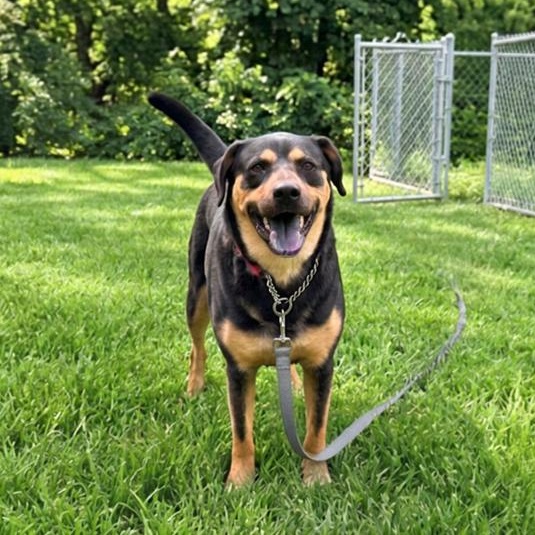 Scruff, Adoptable, Adult Male Rottweiler & Cattle Dog.