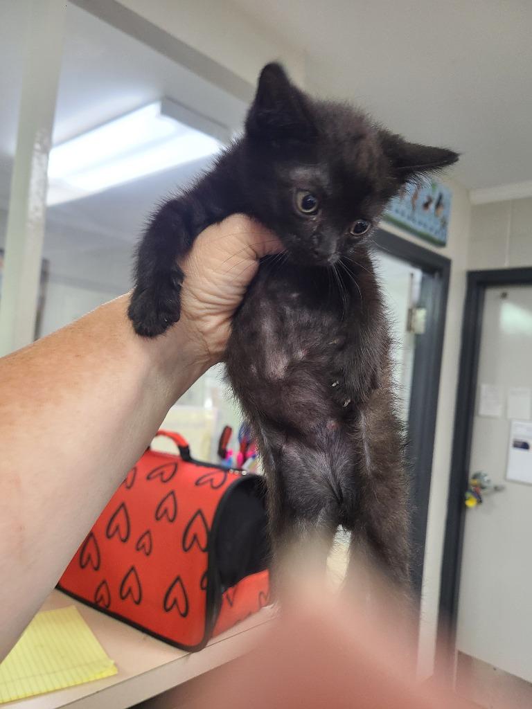 C848-25 Haites, Adoptable, Young Male Domestic Short Hair.