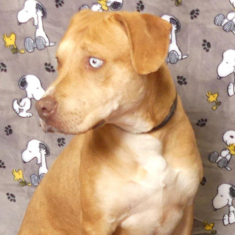 JOPLIN, Adoptable, Adult Female Pit Bull Terrier.