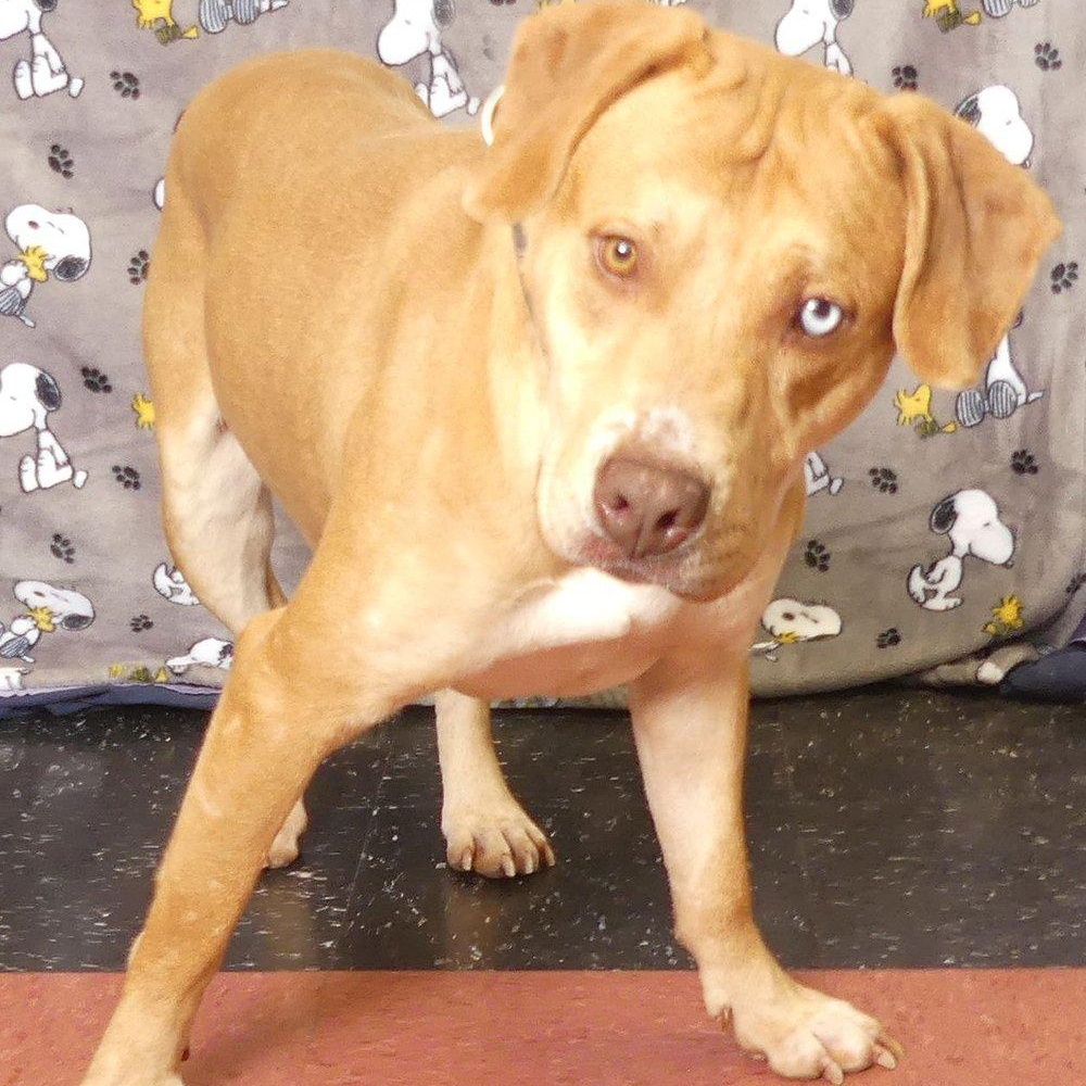 JOPLIN, a Adoptable mixed breed in Ukiah, CA image 2/5