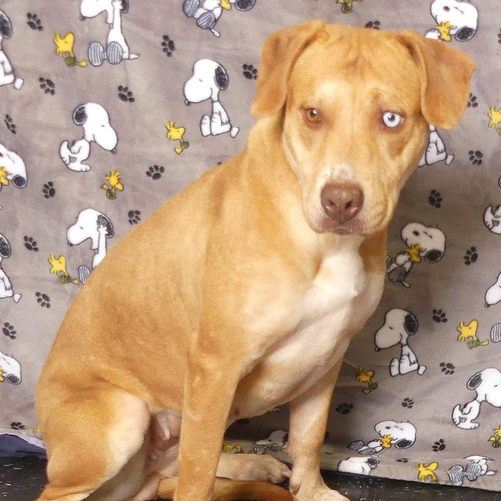 JOPLIN, a Adoptable mixed breed in Ukiah, CA image 3/5