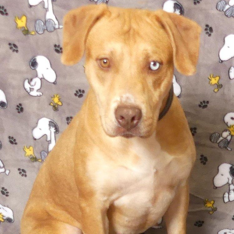 JOPLIN, a Adoptable mixed breed in Ukiah, CA image 4/5