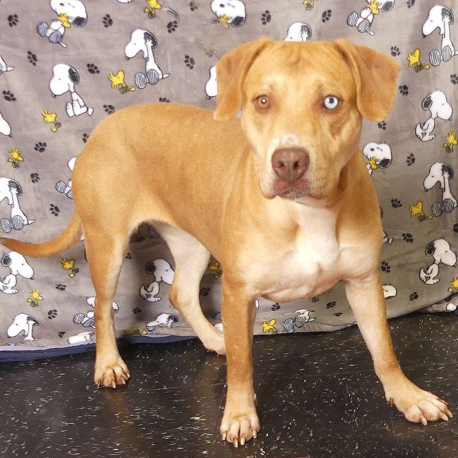 JOPLIN, a Adoptable mixed breed in Ukiah, CA image 5/5