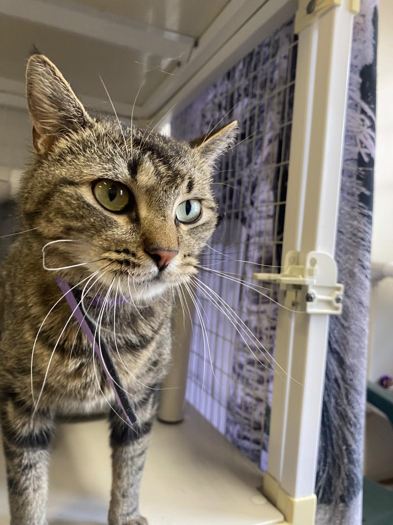 Enlarge Lucy, a Adoptable Domestic Short Hair in Cortland, NY image 1/6