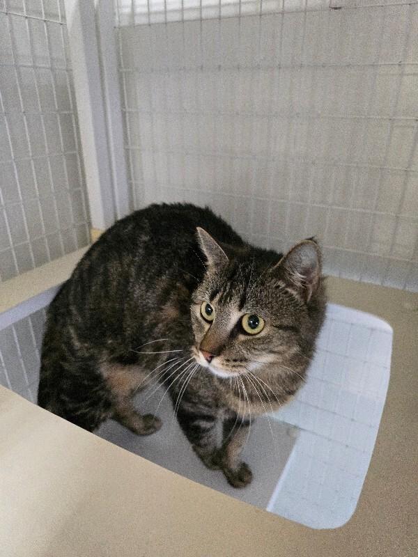 Enlarge Lucy, a Adoptable Domestic Short Hair in Cortland, NY image 2/6