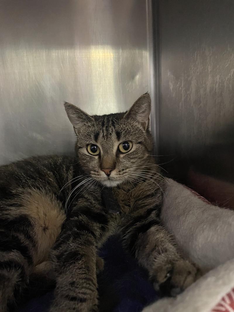 Enlarge Lucy, a Adoptable Domestic Short Hair in Cortland, NY image 2/6