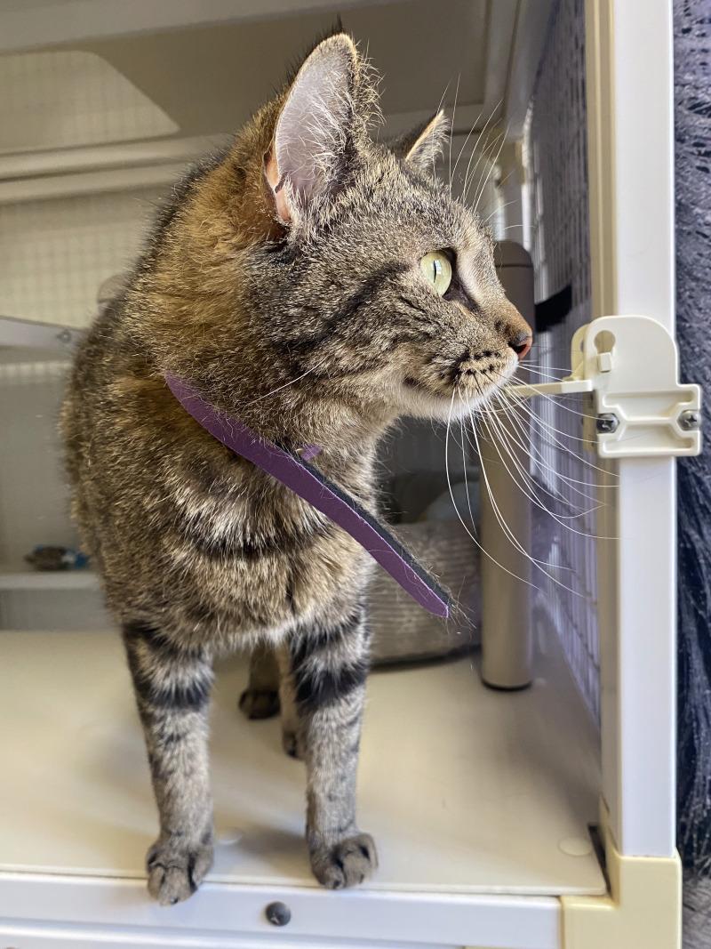 Enlarge Lucy, a Adoptable Domestic Short Hair in Cortland, NY image 3/6