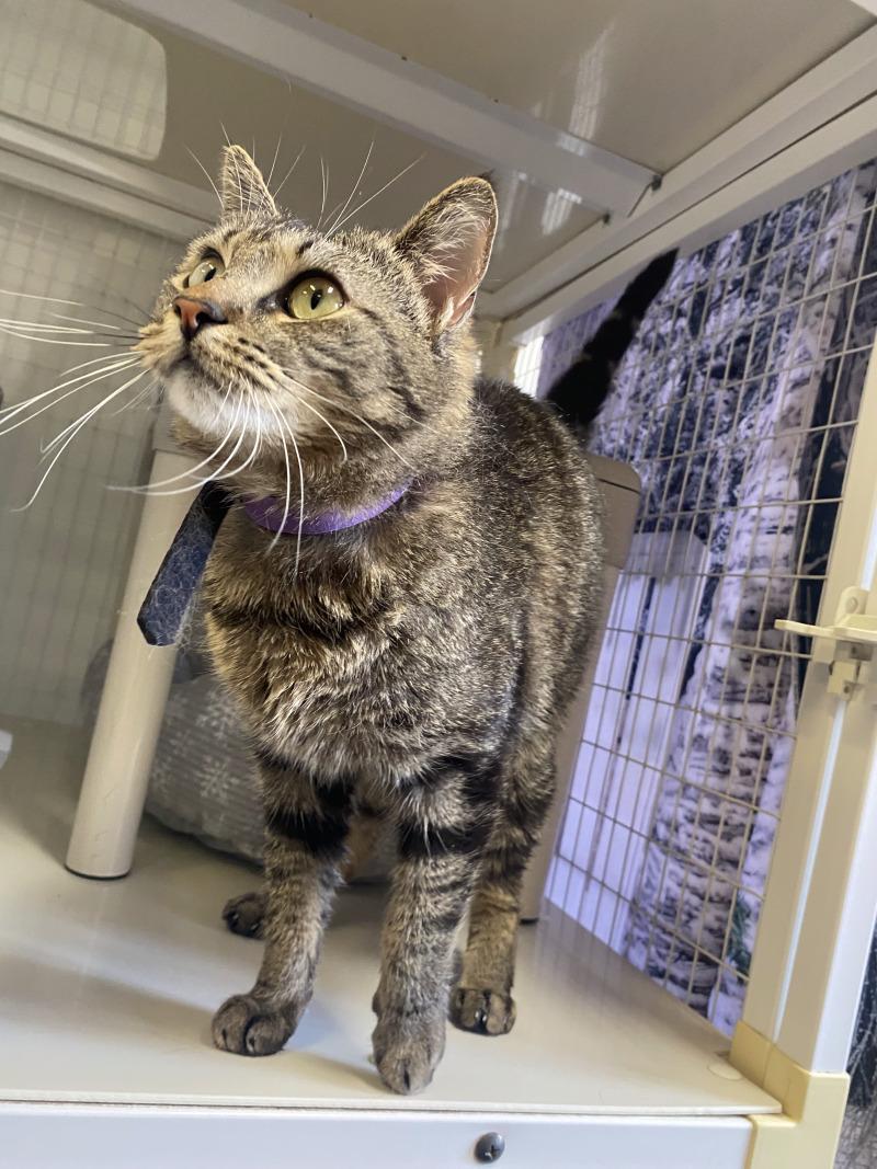 Enlarge Lucy, a Adoptable Domestic Short Hair in Cortland, NY image 4/6