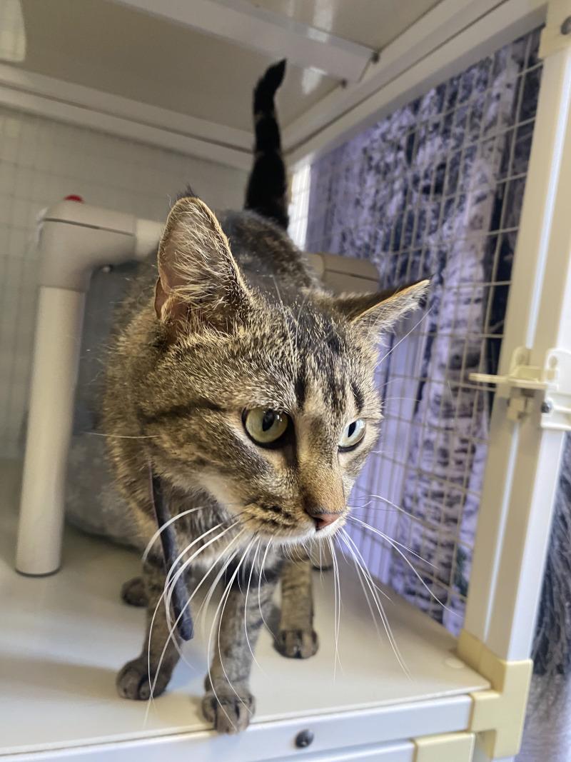 Enlarge Lucy, a Adoptable Domestic Short Hair in Cortland, NY image 5/6