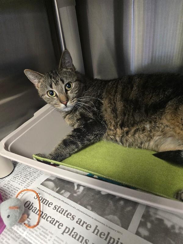 Enlarge Lucy, a Adoptable Domestic Short Hair in Cortland, NY image 6/6