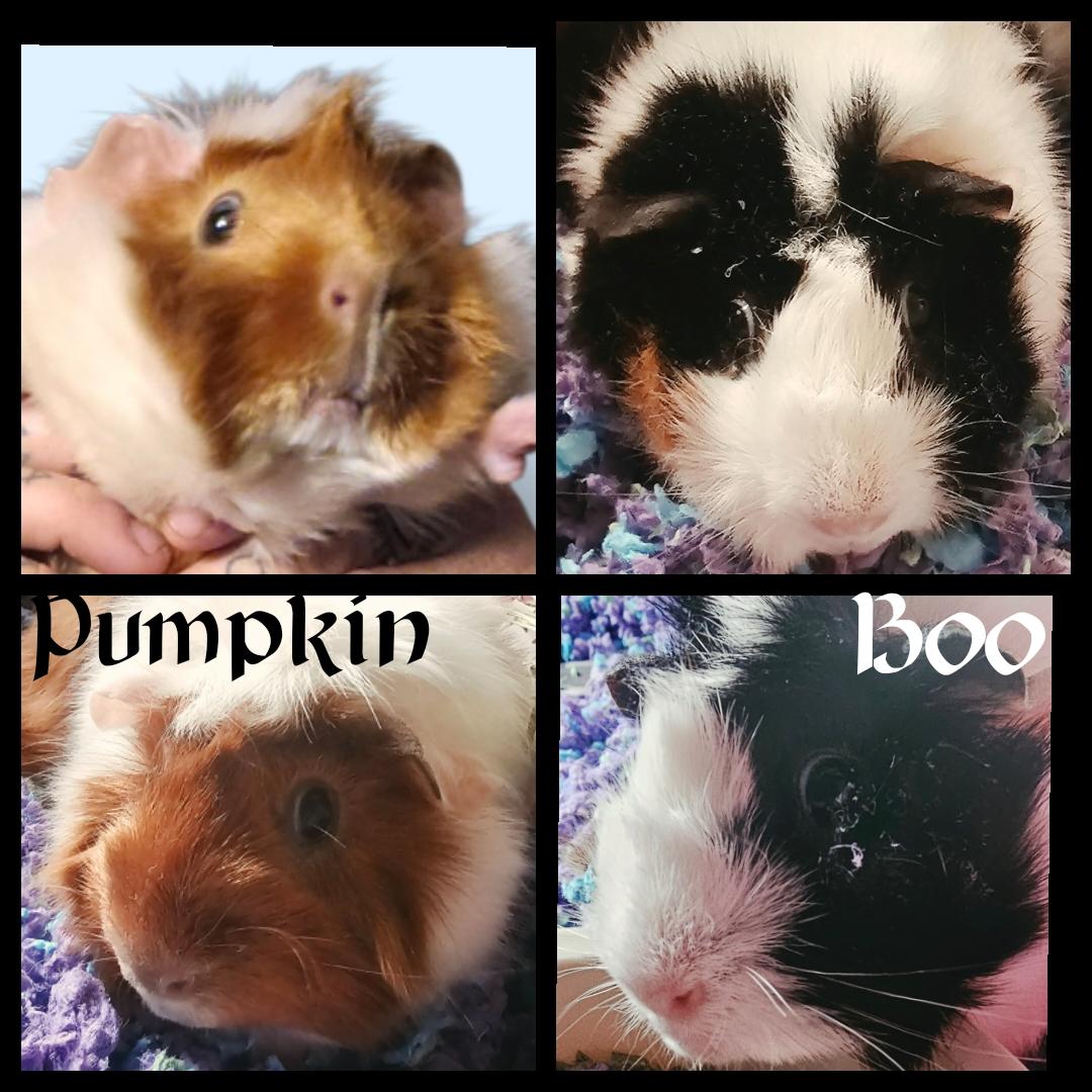 Pumpkin & Boo, ADOPTABLE, Adult Male Abyssinian.