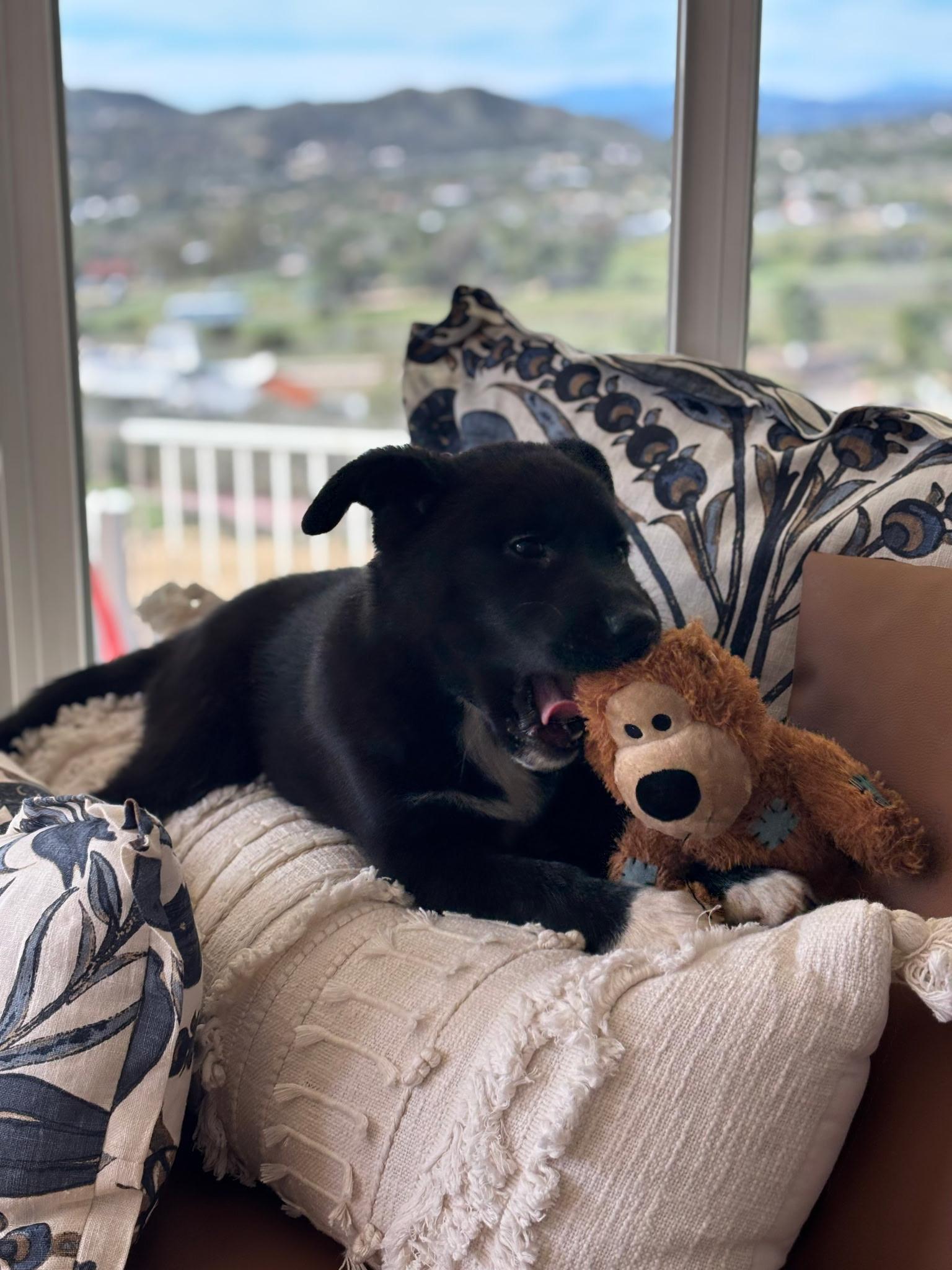 Enlarge Melanie, a Adoptable mixed breed in Putnam, CT image 4/5