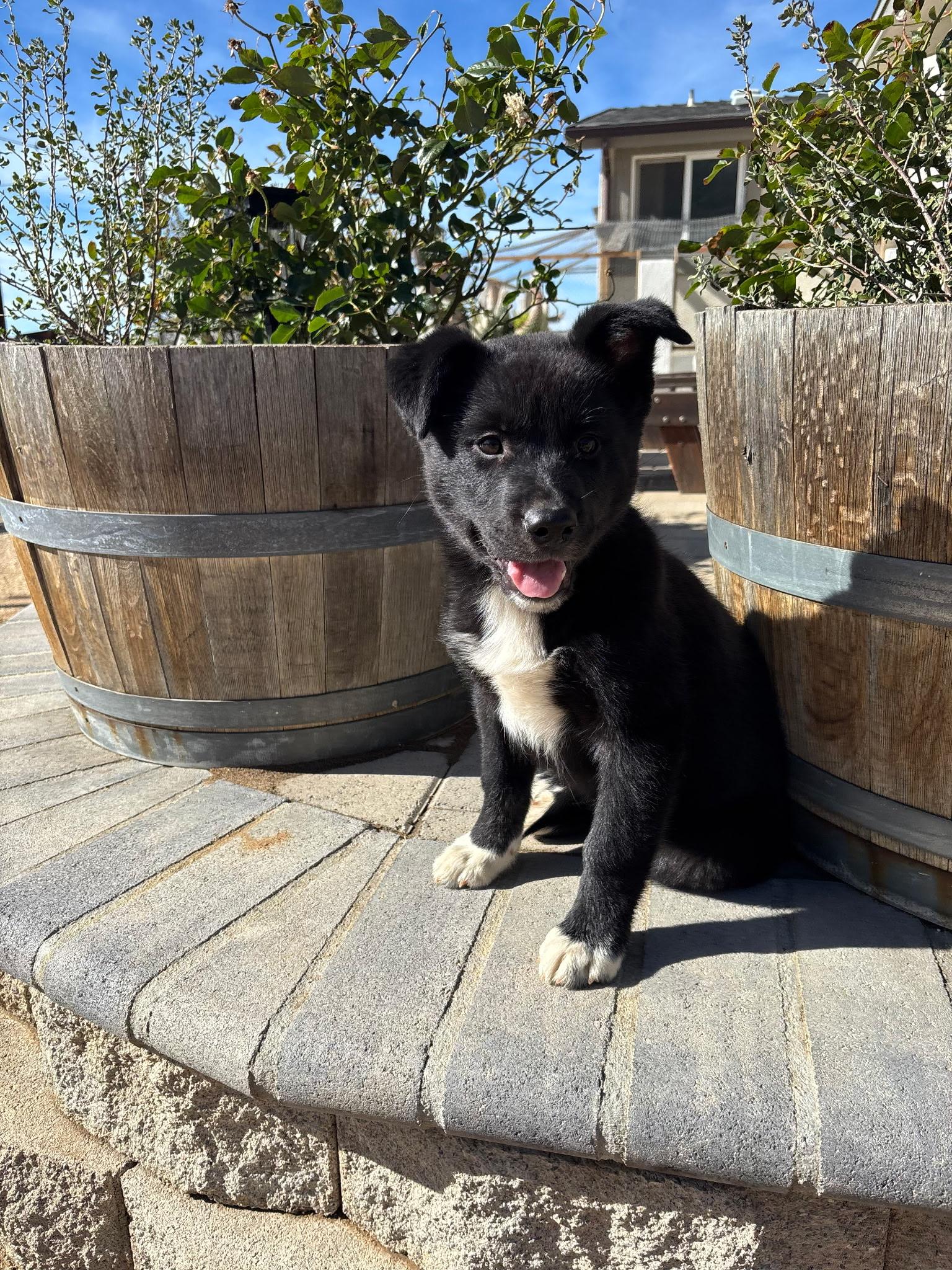 Enlarge Melanie, a Adoptable mixed breed in Putnam, CT image 5/5