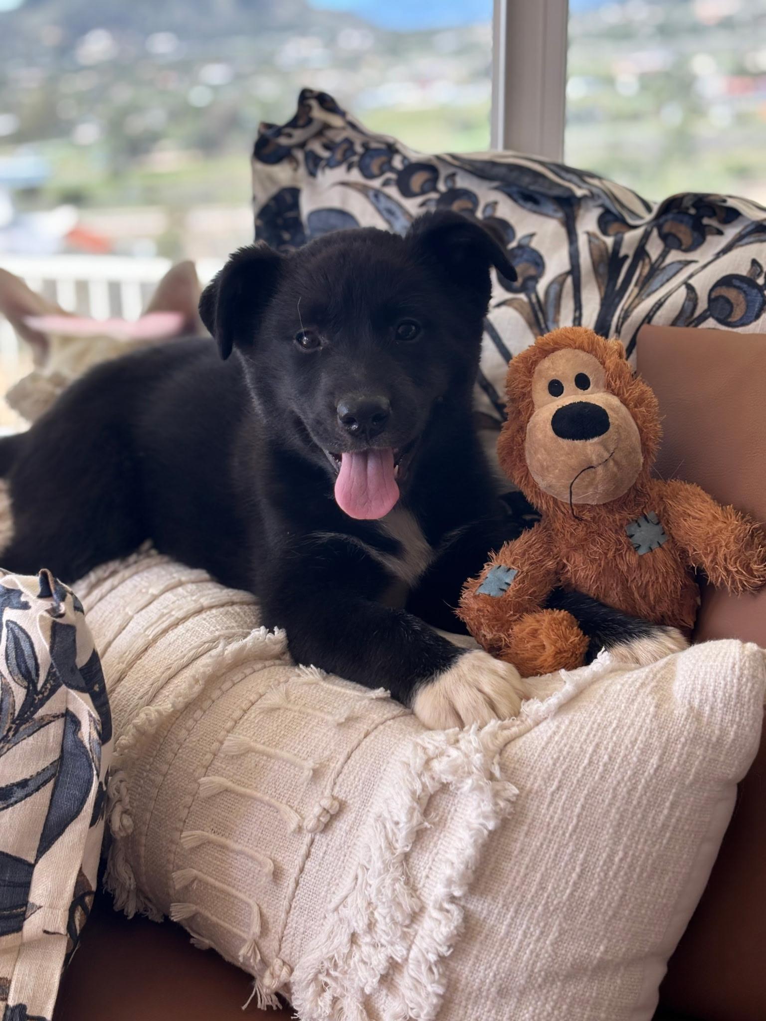 Melanie, Adoptable, Puppy Female Border Collie & German Shepherd Dog.
