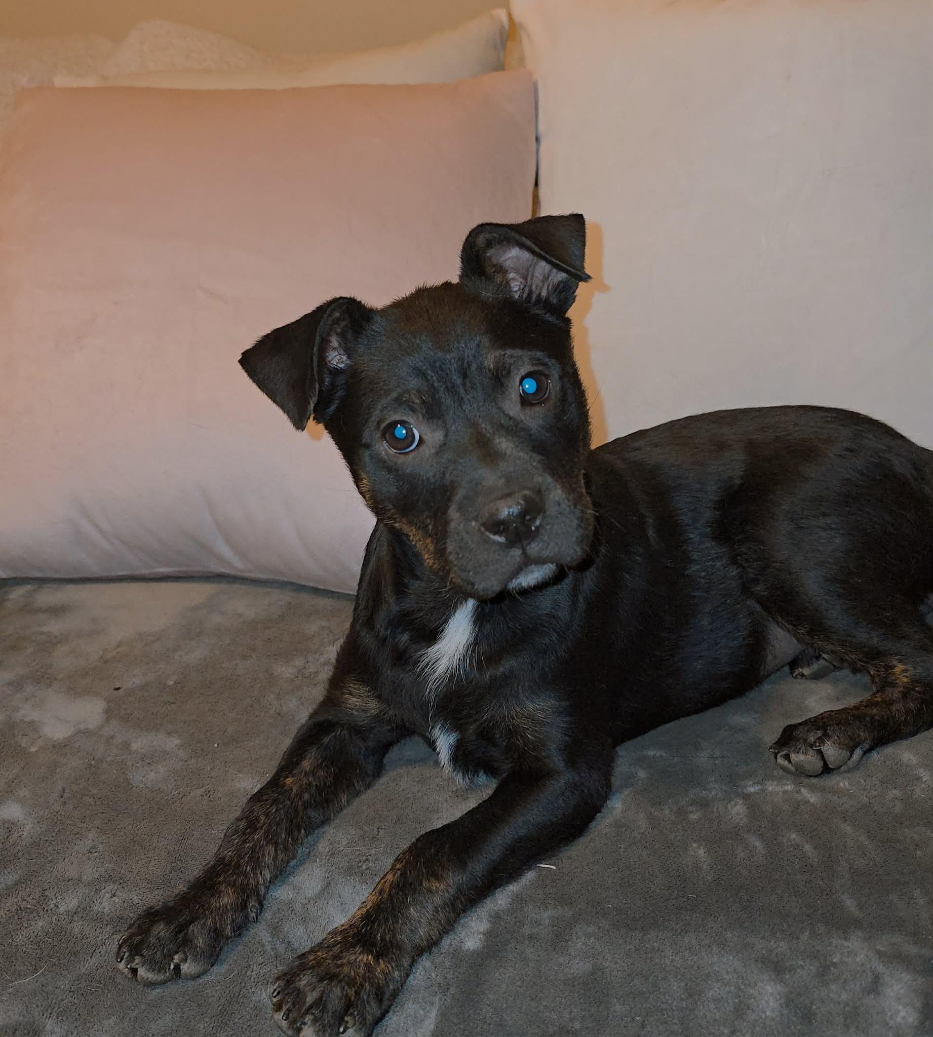Teddward , ADOPTABLE, Puppy Male Australian Cattle Dog / Blue Heeler.