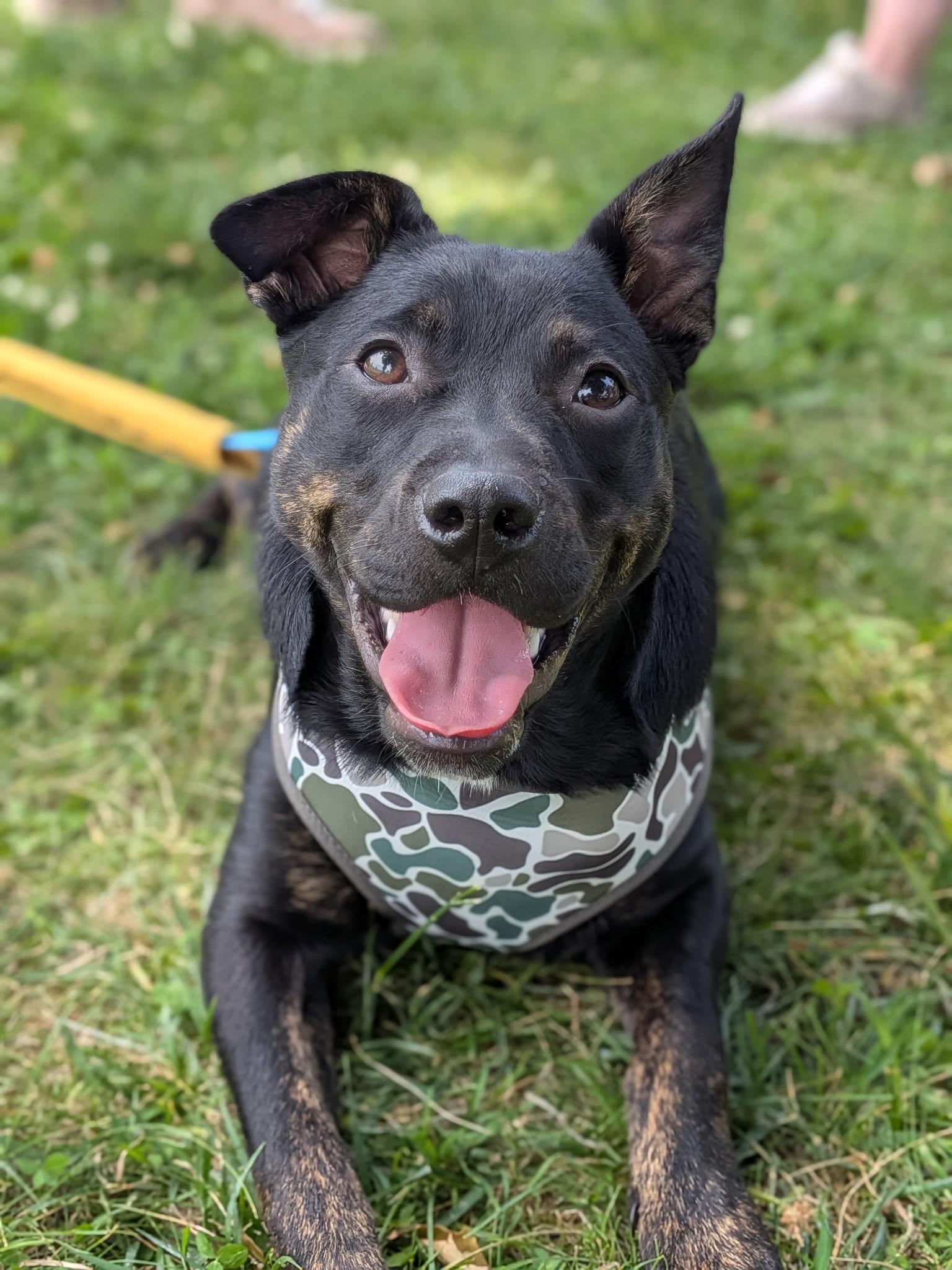 Teddward , ADOPTABLE, Young Male Australian Cattle Dog / Blue Heeler & Pit Bull Terrier.