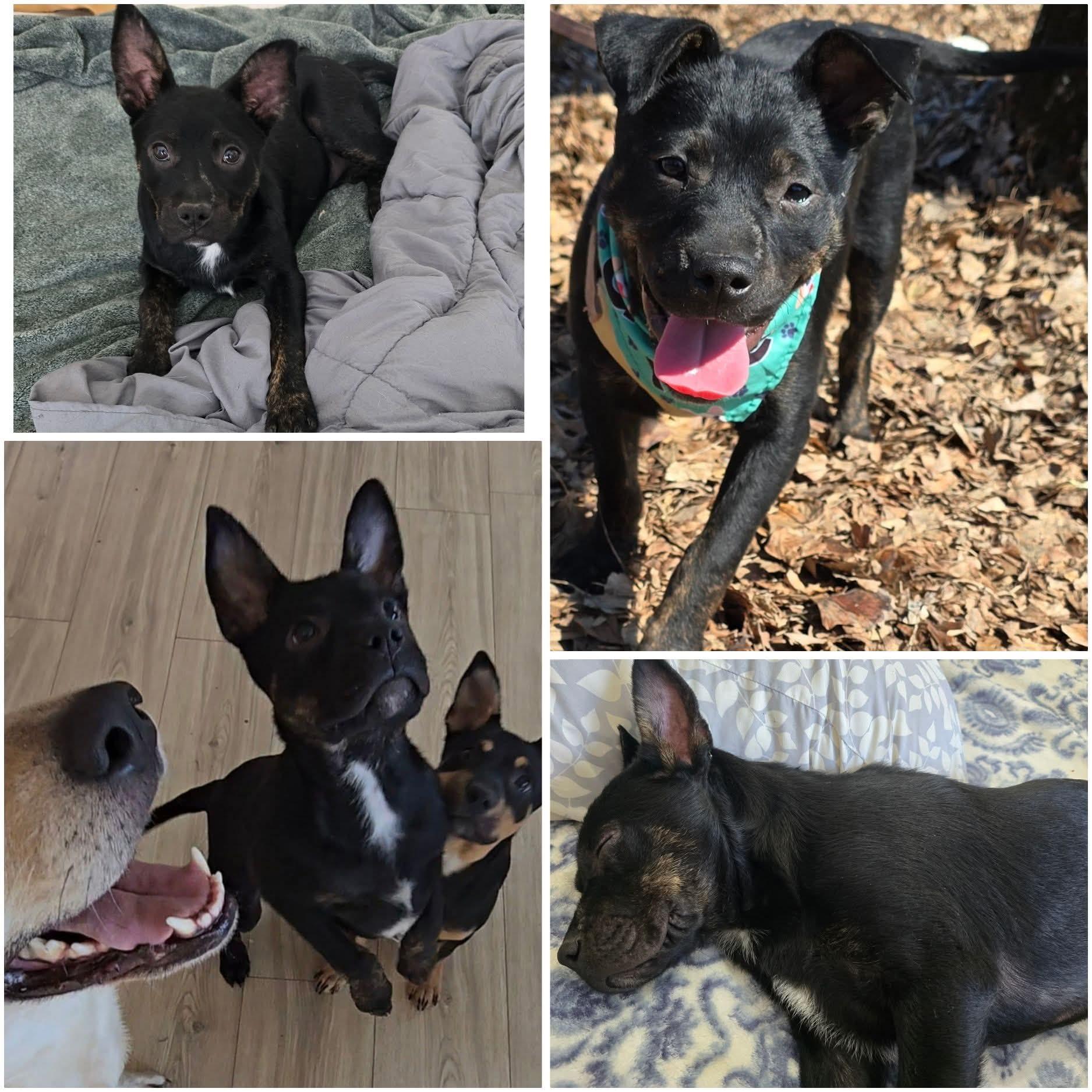 Teddward , a ADOPTABLE mixed breed in Spring hill, TN image 6/6