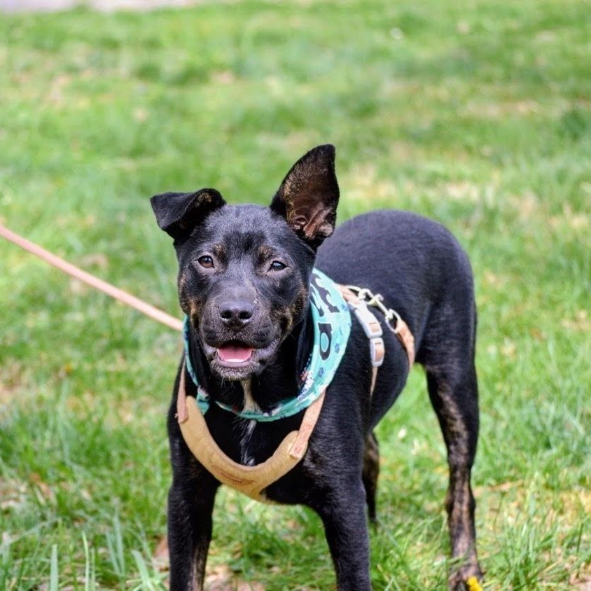 Enlarge Teddward , a ADOPTABLE mixed breed in Spring hill, TN image 2/5