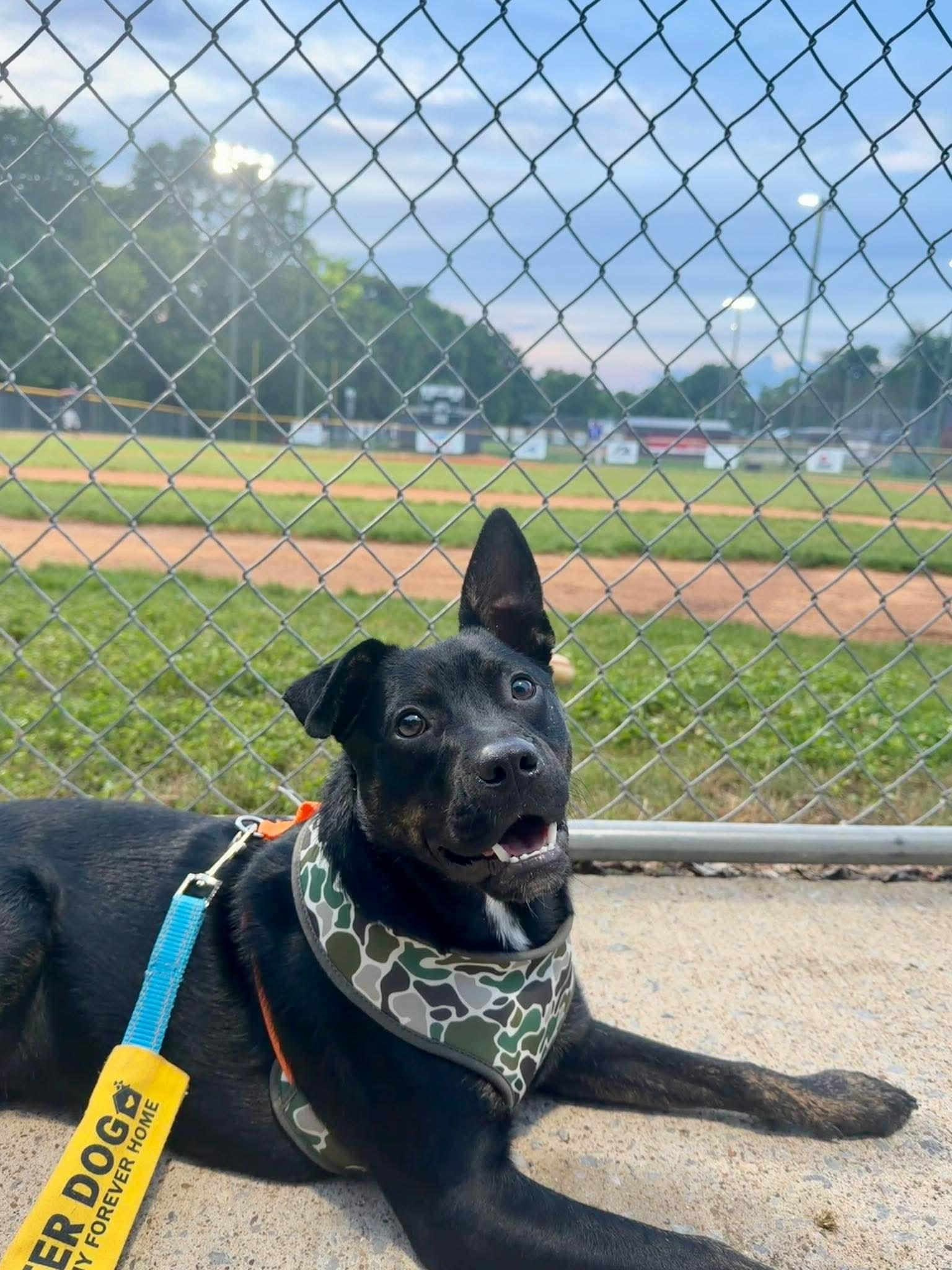 Teddward , ADOPTABLE, Young Male Australian Cattle Dog / Blue Heeler & Pit Bull Terrier.