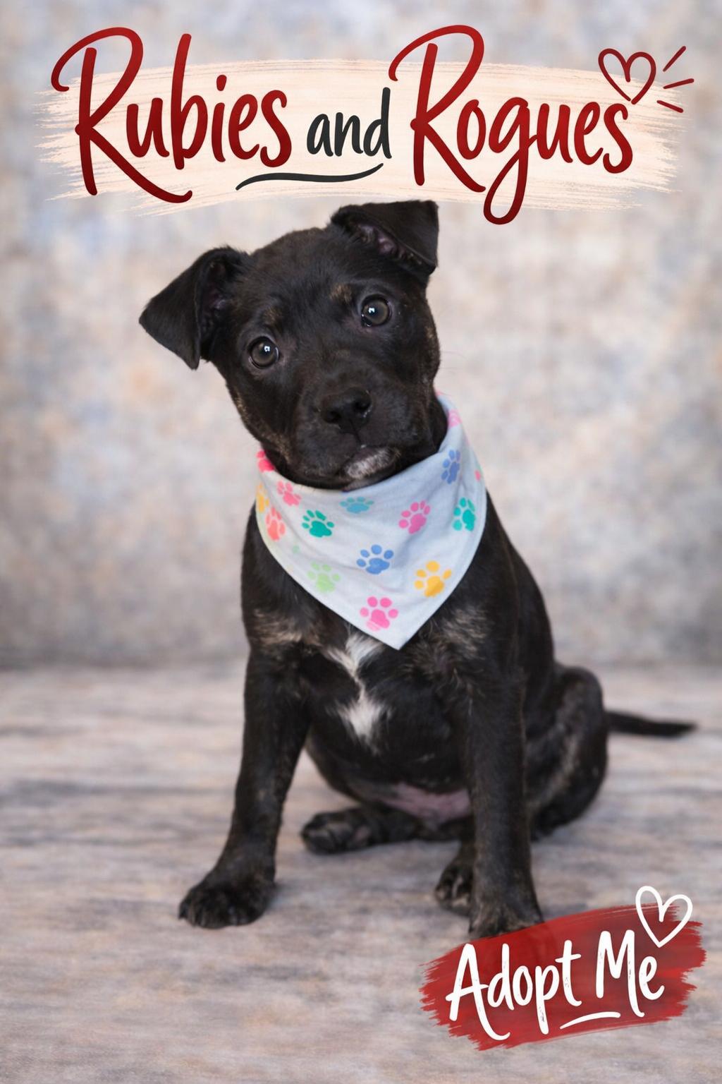 Teddward , a ADOPTABLE mixed breed in Spring hill, TN image 2/6