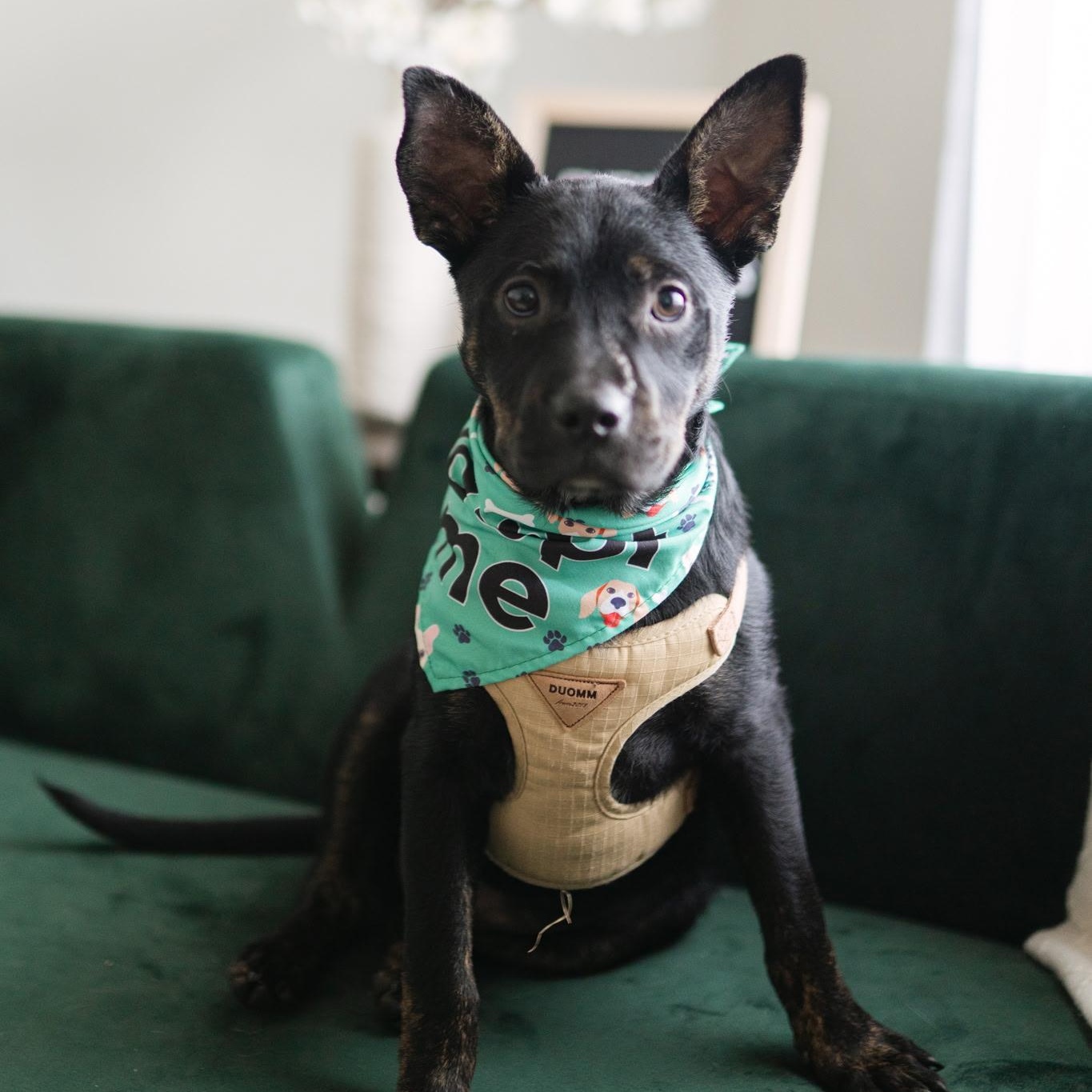 Teddward , a ADOPTABLE mixed breed in Spring hill, TN image 1/6