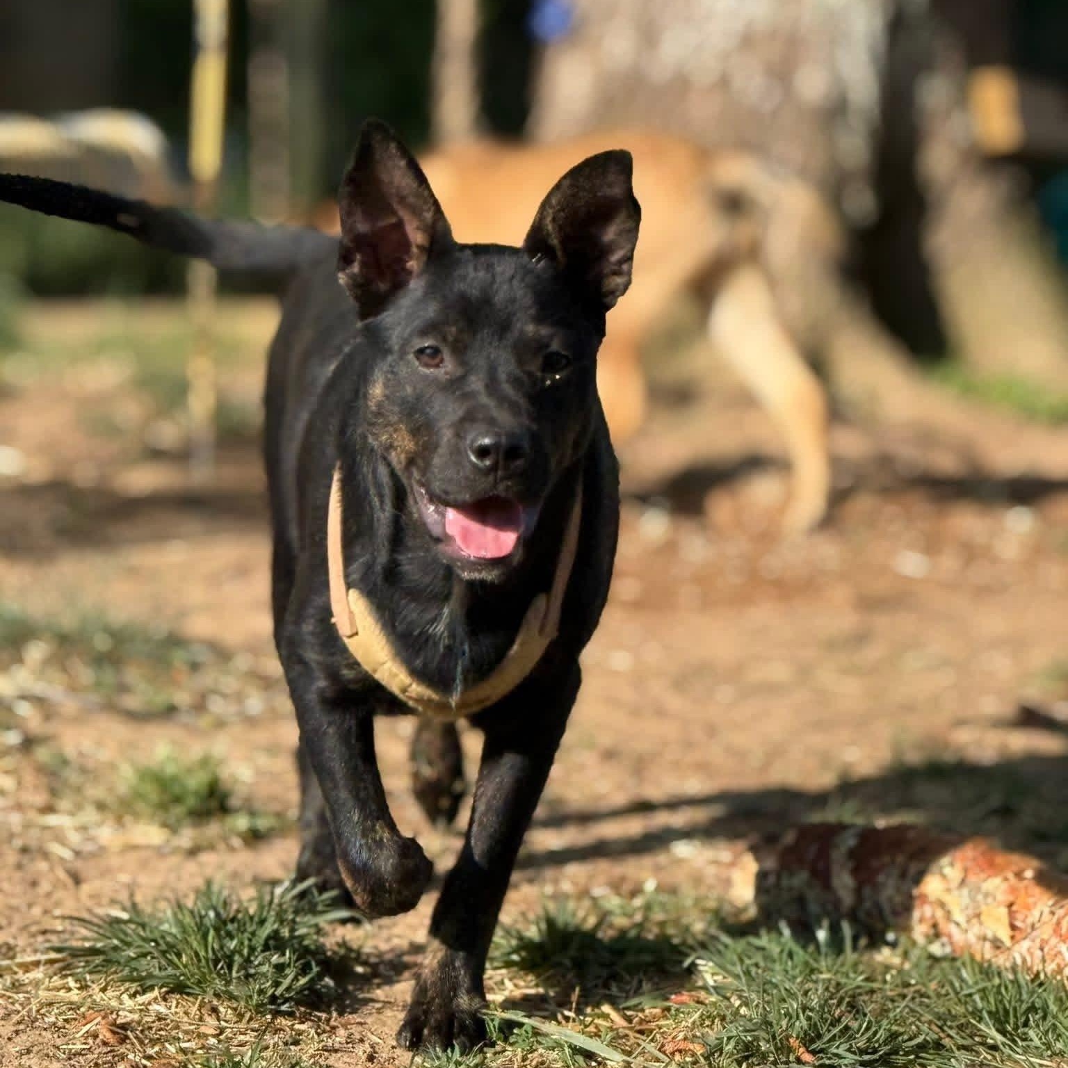 Teddward , ADOPTABLE, Puppy Male Australian Cattle Dog / Blue Heeler & Pit Bull Terrier.