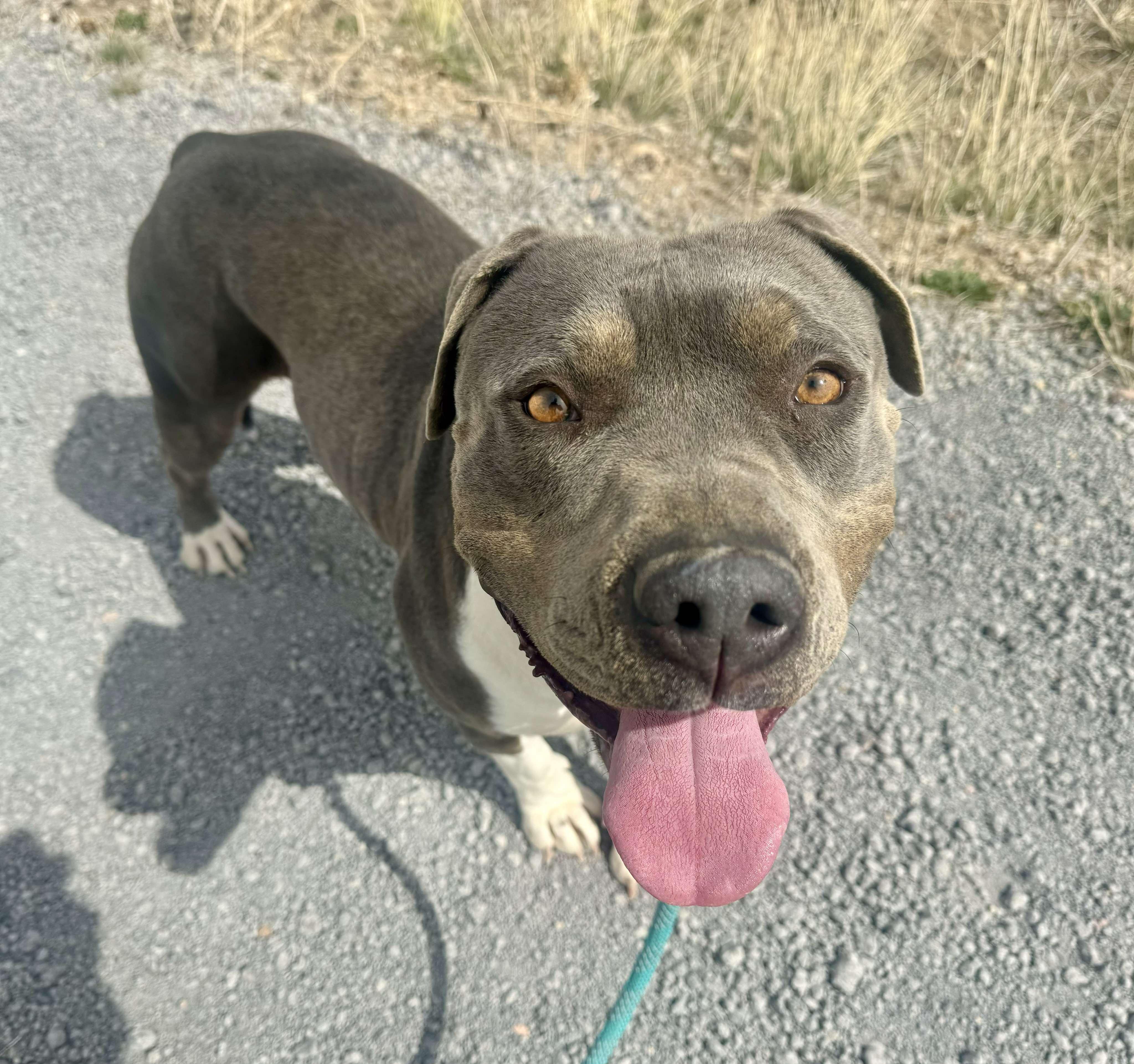 Honey, an adoptable American Staffordshire Terrier in RYE, CO, 81069 | Photo Image 1