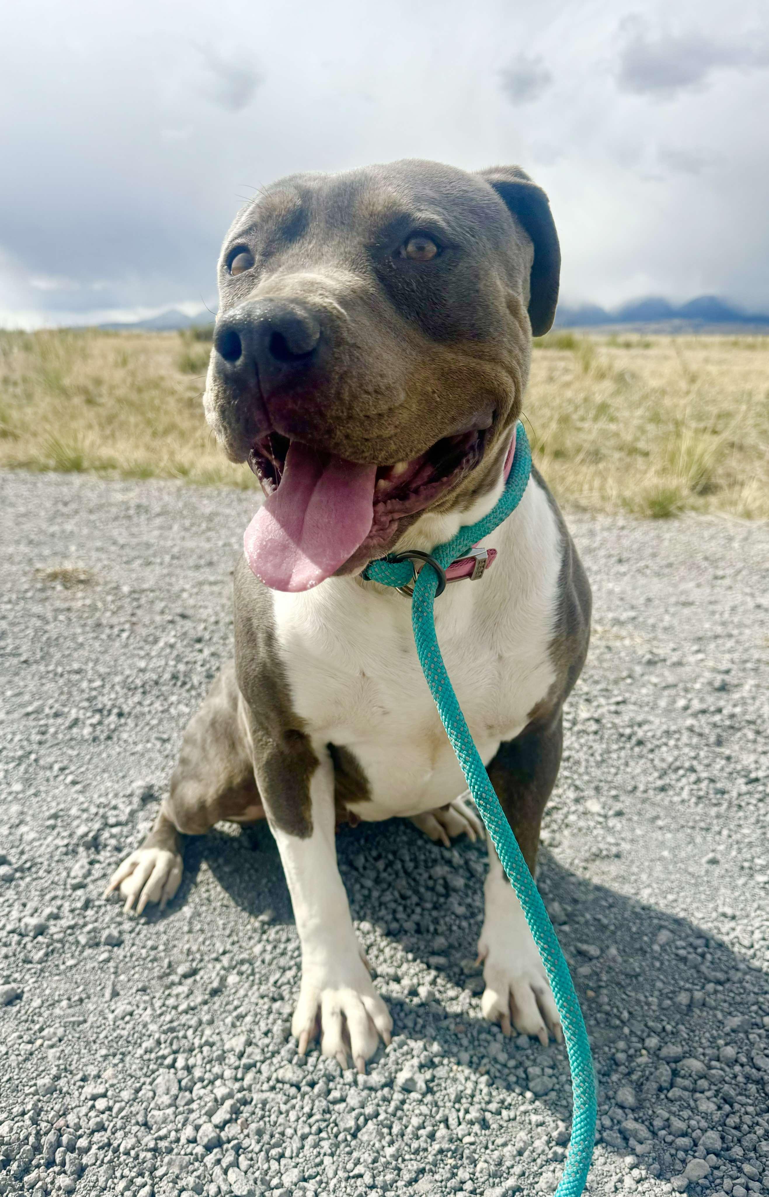 Honey, an adoptable American Staffordshire Terrier in RYE, CO, 81069 | Photo Image 2