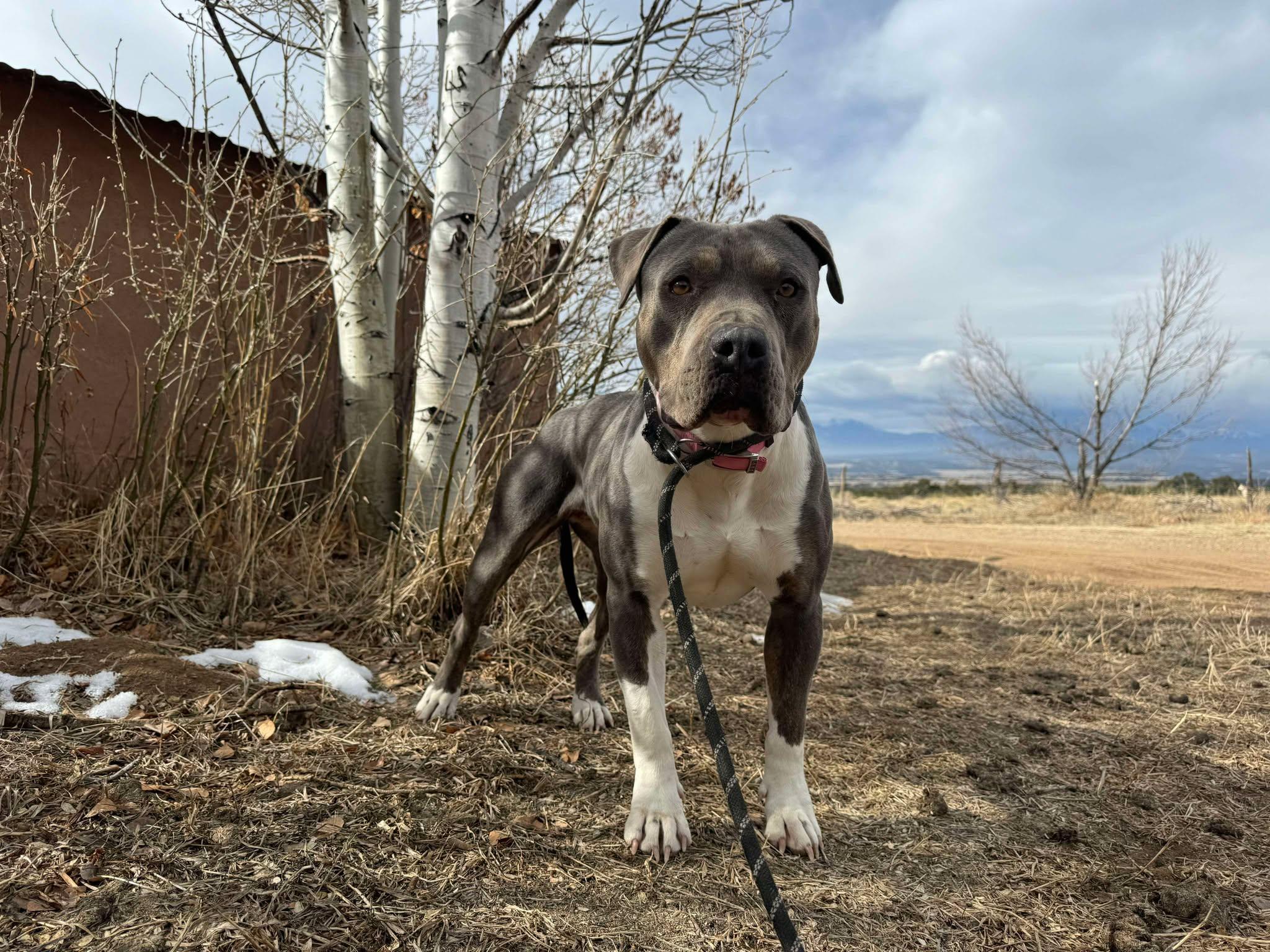 Honey, an adoptable American Staffordshire Terrier in RYE, CO, 81069 | Photo Image 4