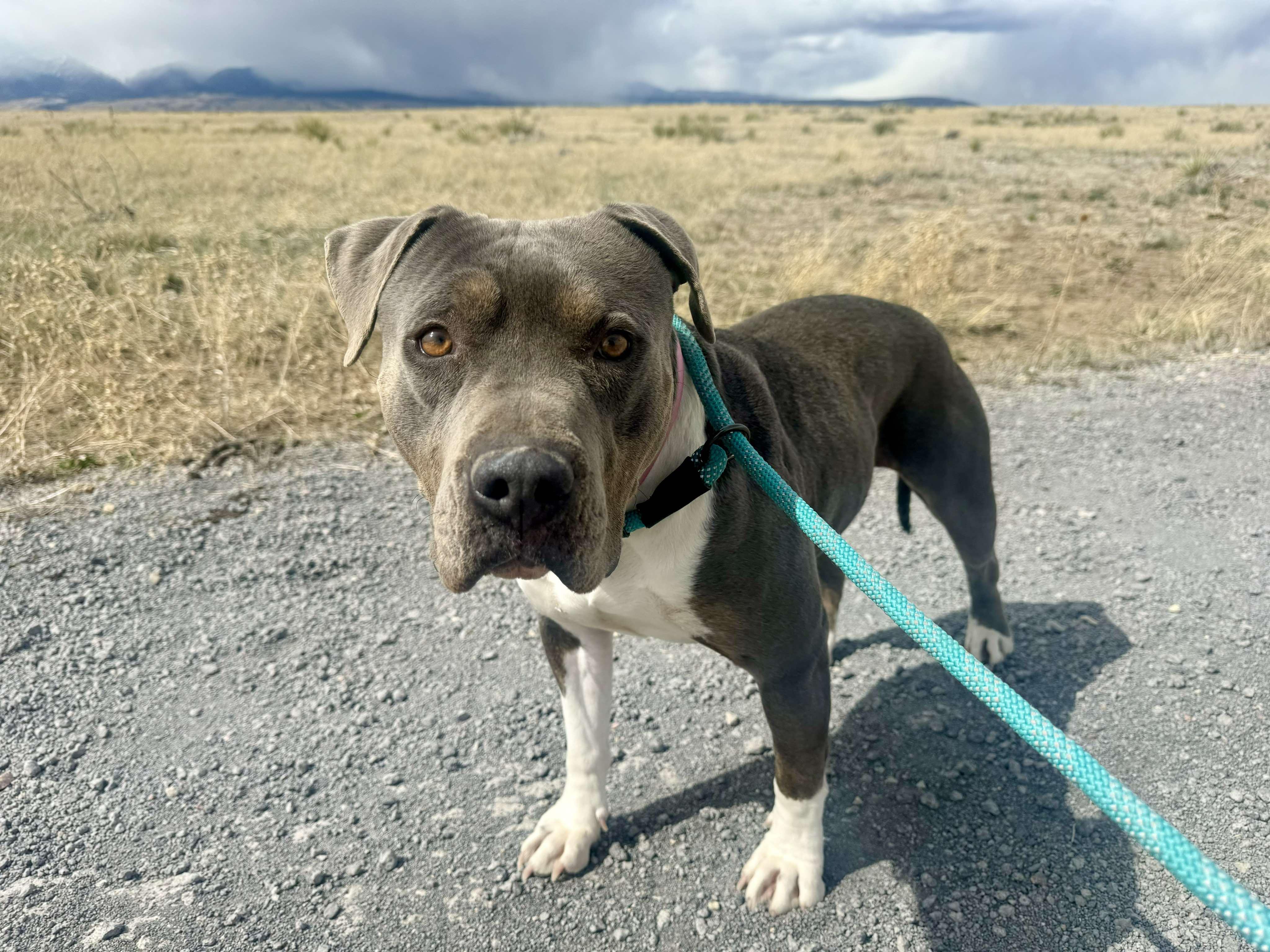 Honey, an adoptable American Staffordshire Terrier in RYE, CO, 81069 | Photo Image 3